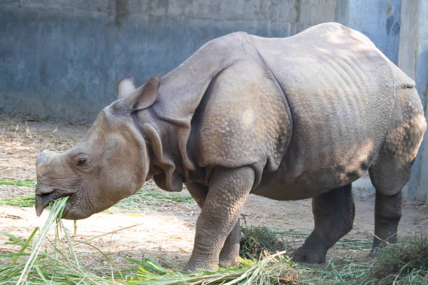 Greater One Horned Rhinoceros Eating Grass Selective Focus