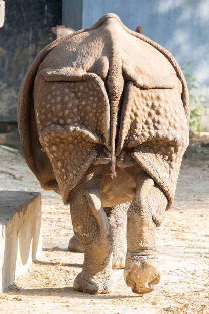 Rear Back View Pose Of Rhinoceros Walking Away From Camera