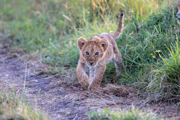 istock Lion cub in the Masai Mara National Park 1288998514