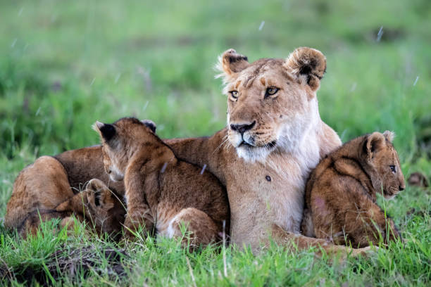 istock Lioness  with cubs in the Masai Mara 1288998523