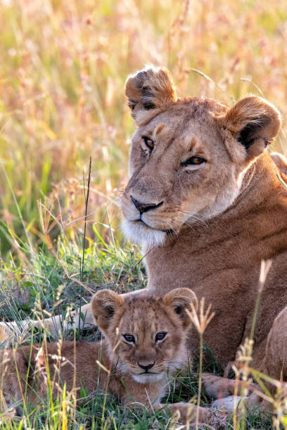 istock Lioness  with cubs in the Masai Mara 1288998591