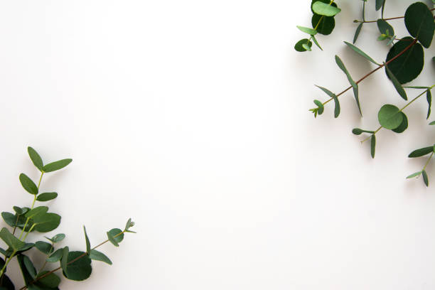 istock Natural eucalyptus live plant on white background, copy space, flat lay 1288998751