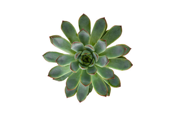 istock Succulent plant isolated on white background, top view 1288999100