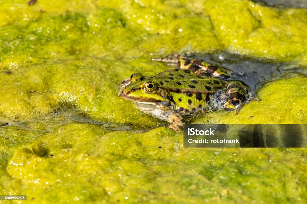 Pond frog (Pelophylax kl. esculentus, Pelophylax "esculentus", Rana "esculenta") Animal Stock Photo