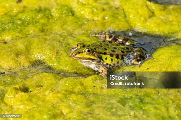 Pond Frog Stock Photo - Download Image Now