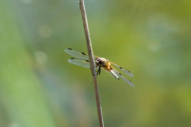 Dragonflies (Odonata), Four-spotted (Libellula quadrimaculata)