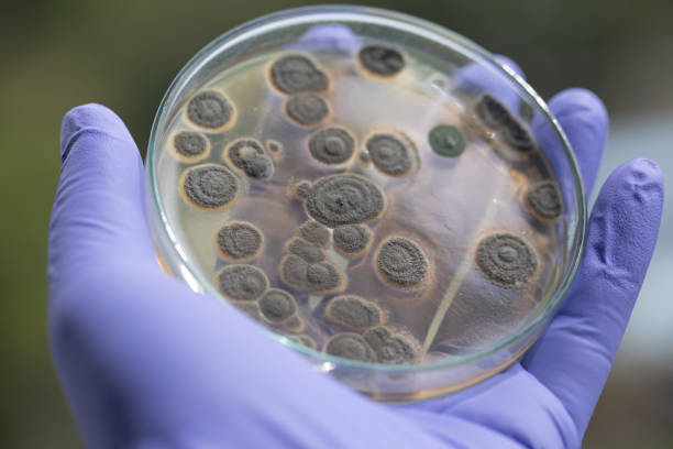 пенициллий, аскомицетозные грибы имеют большое значение в природной среде, а также производства продуктов питания и наркотиков. - environment bacterium research dishware стоковые фото и изображения