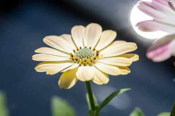 Cape baskets (Osteospermum), or also capmargerites, called paternoster bush.