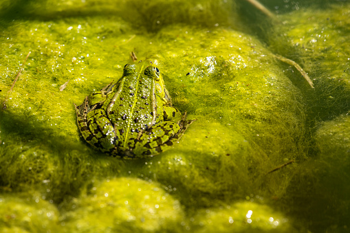 High Angle View Of A Frog Swimming In The Water Of A Garden Pond Under The Scorching Sun