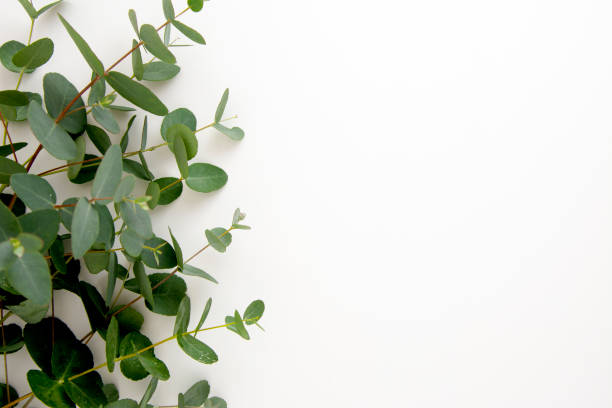 istock Natural eucalyptus live plant on white background, copy space, flat lay 1289000148