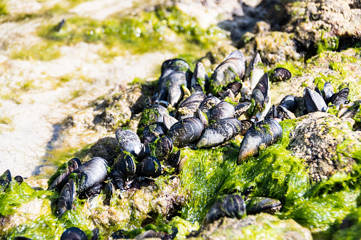 Common Limpet and common Mussel in a rock pool, Cornwall, UK