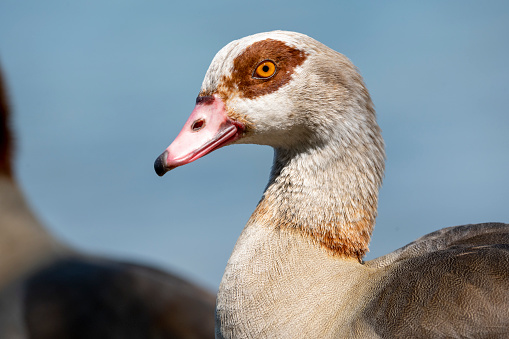 Germany, Nile goose (Alopochen aegyptiaca)