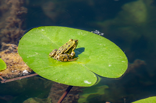 Marsh frog (Pelophylax ridibundus) inflating its vocal sacs in a pond in early spring. Alsace, France.