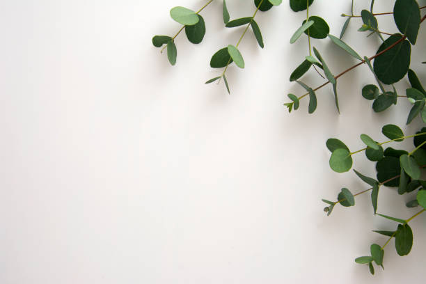 istock Natural eucalyptus live plant on white background, copy space, flat lay 1289000835