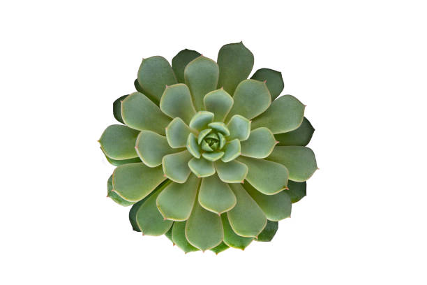 istock Succulent plant isolated on white background, top view 1289000881