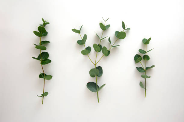 istock Natural eucalyptus live plant on white background, flat lay 1289000970