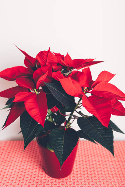 istock Christmas Poinsettia in ceramic pot 1289001066