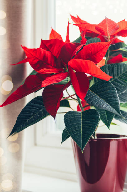 istock Christmas Poinsettia in ceramic pot 1289001077
