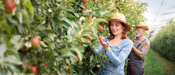 lavoratrice agricola che raccoglie mele nel meleto - gardening couple senior adult ethnic foto e immagini stock