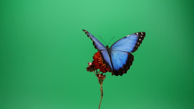 Blue morpho butterfly on red flower