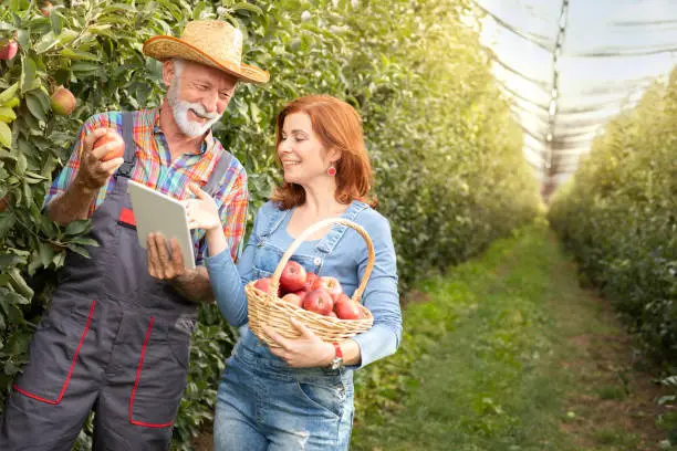 Photo of Smiling young worker pointing at digital tablet in hand of senior farmer