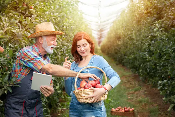 Photo of Two farmers  worker on apples plantation