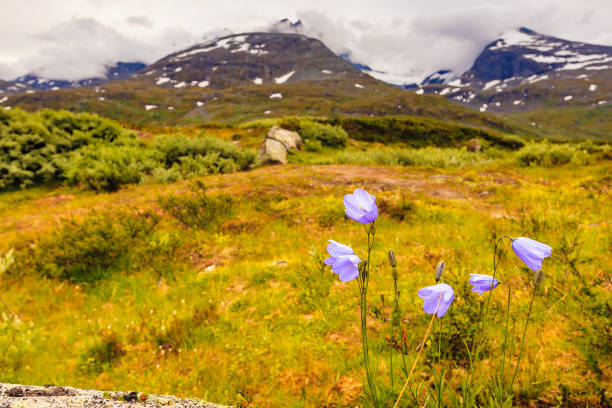 istock Violet flowers in mountains. Spring or summer time. 1289003418