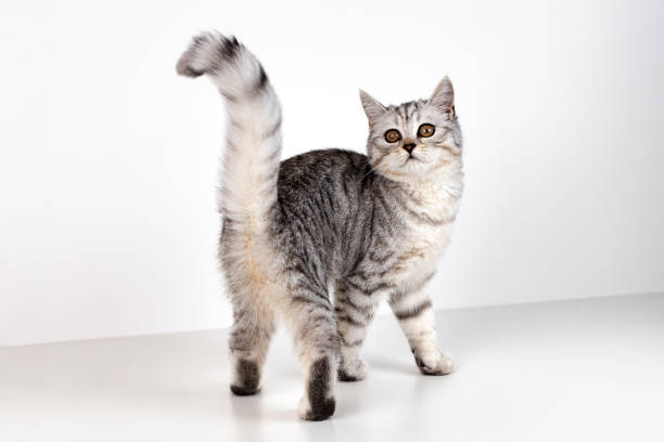 istock Scottish straight cat tabby on white background 1289006168