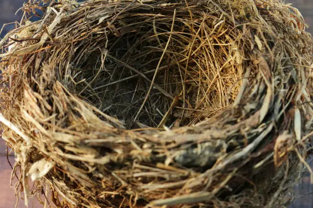 Stock photo showing close-up view of empty nest of dead grass and leaves belonging to common blackbird (Turdus merula) on wood grain background.