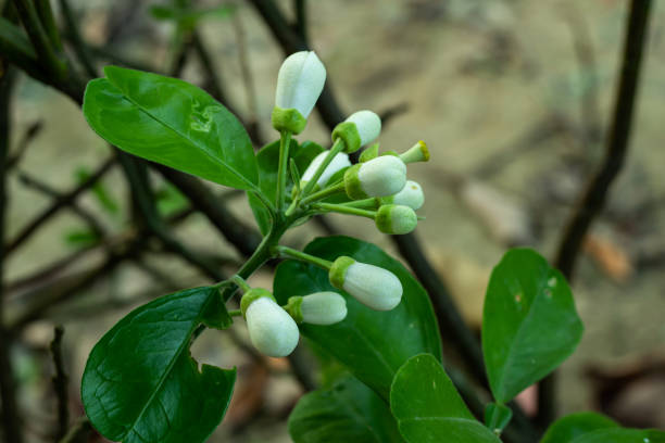 istock Infinite flowers in the Murraya paniculata trees 1289006524