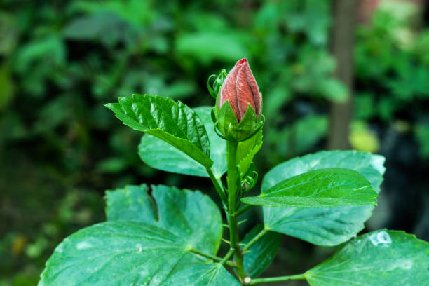 istock Hibiscus rosa-sinensis red and multi colorful flower 1289006781