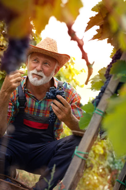 istock Grapes Harvest - senior farmer 1289006837