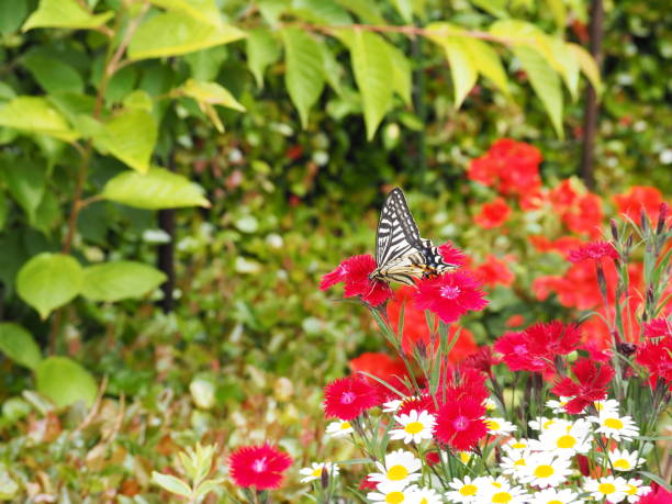 istock Swallowtail butterfly sucking nectar of red flowers 1289007487