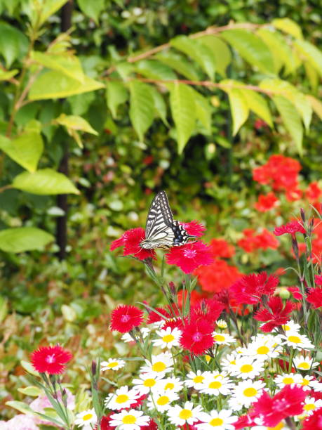 istock Swallowtail butterfly sucking nectar of red flowers 1289007507