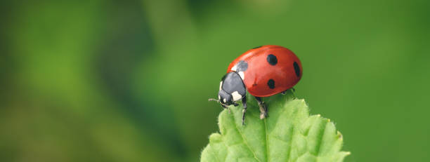 coccinella macro su foglia verde. bellissimo sfondo naturale - ladybug grass leaf close up foto e immagini stock