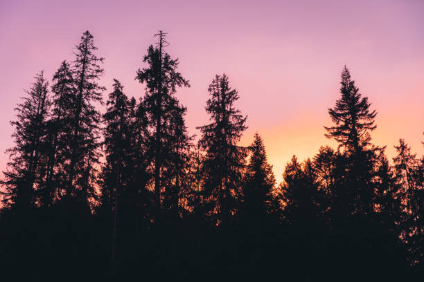 istock Scenic purple twilight above the mountain pine forest 1289008959