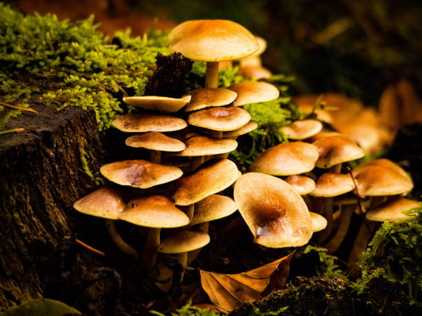 istock Mushroom in autumn 1289010588