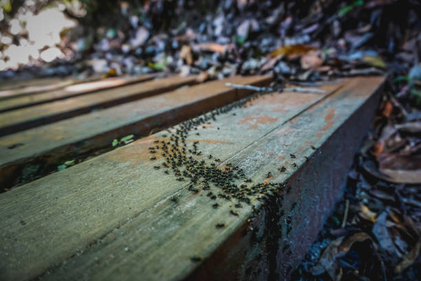 A group of ants crawling in a line in the forest