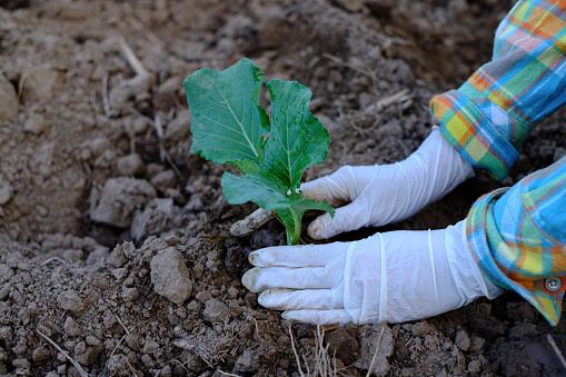 Gardener hands planting cabbage vegetable gardening