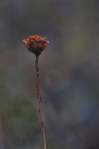 Damp with mist and fog, single dried bloom is seasonal symbol of beauty and memory in Alaskan autumn