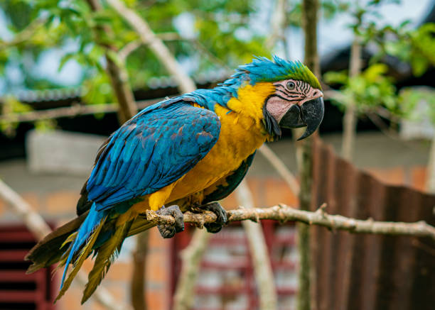 捕虜と切り取られた翼を持つ青黄色のコンゴウインコ - clipped wings ストックフォトと画像