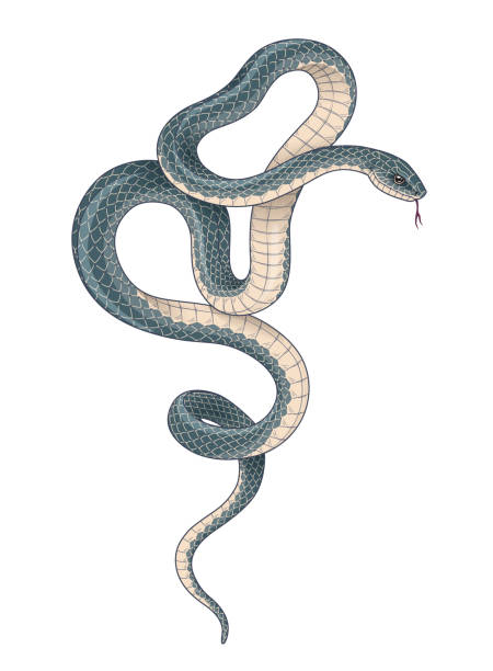 Hand drawn twisted snake isolated on white background. Side view dark serpent with light belly. Vector animalistic illustration in vintage style, t-shirt design, tattoo art.