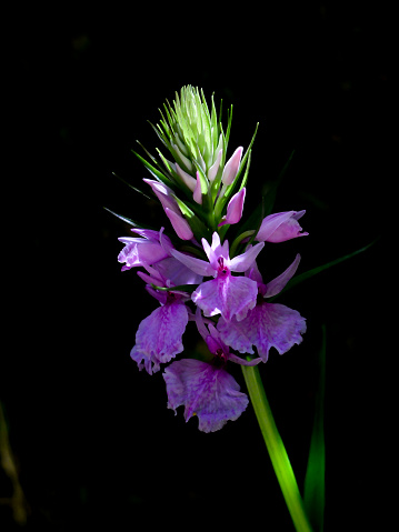 Nice photo with black background and flower of orchids