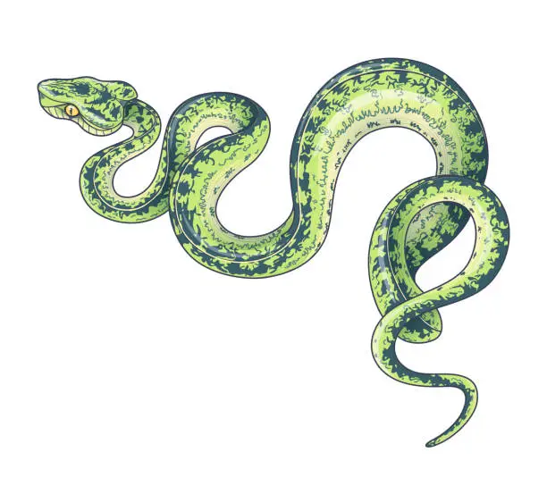 Vector illustration of Hand drawn creeping Garden Tree Boa