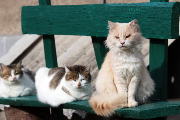 istock Three cats sitting on a wooden bench 1289012865