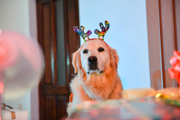 Happy senior men in santa hat greeting his family in video chat or call on laptop