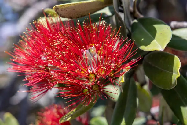 Flowering of a Pohutukawa tree in the seaside resort of Mount Manganui in the Bay of Plenty region of the North Island of New Zealand