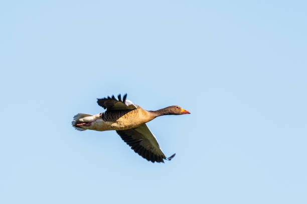 istock Greylag Goose flying in a blue sky 1289015066