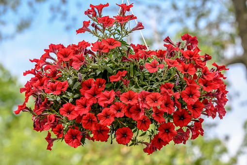 Large group of vivid red flowers of Petunia axillaris in a pot, with blurred background in a garden in a sunny spring day