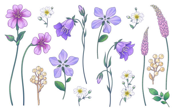 illustrations, cliparts, dessins animés et icônes de fleurs sauvages colorées dessinées à la main d’isolement sur le blanc - campanula bluebell backgrounds white